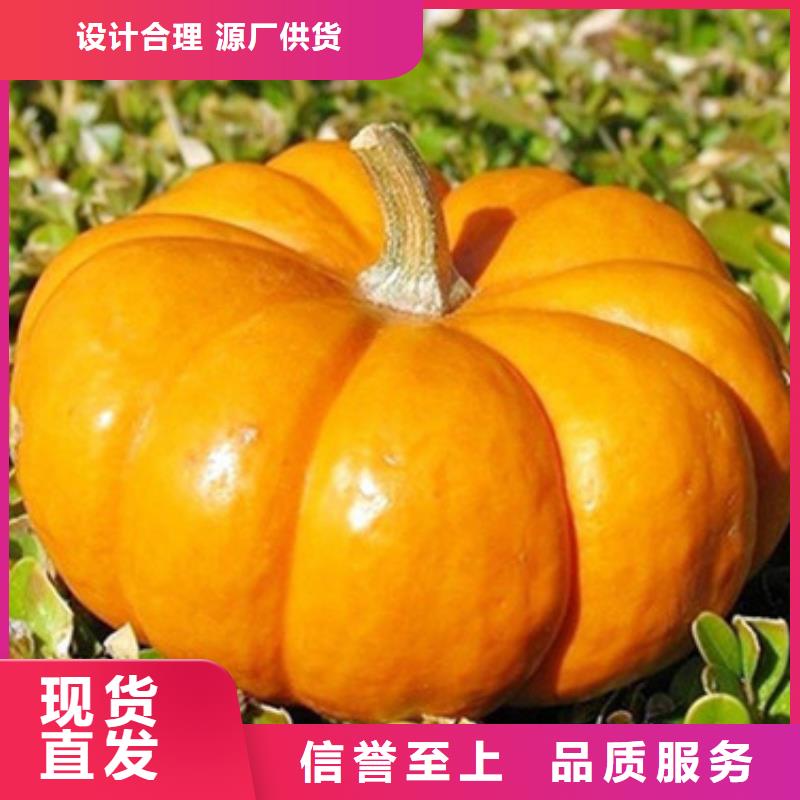 南瓜丁来电咨询厂家