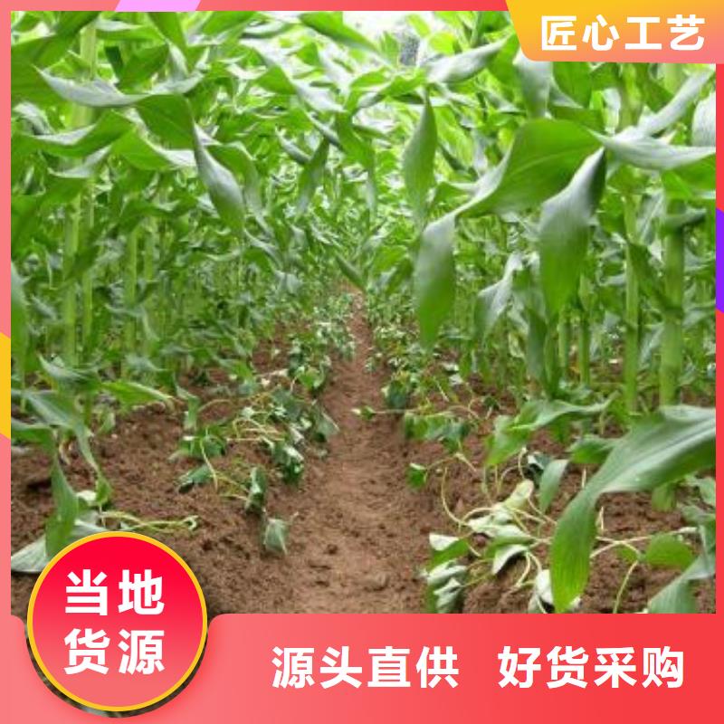 紫薯苗-羽衣甘蓝粉优选原材实拍展现