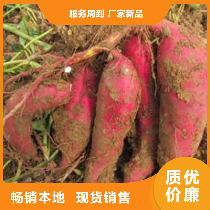 紫薯苗羽衣甘蓝粉选择我们没错有实力有经验