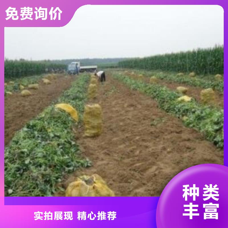 紫薯苗南瓜粉销售的是诚信同城厂家
