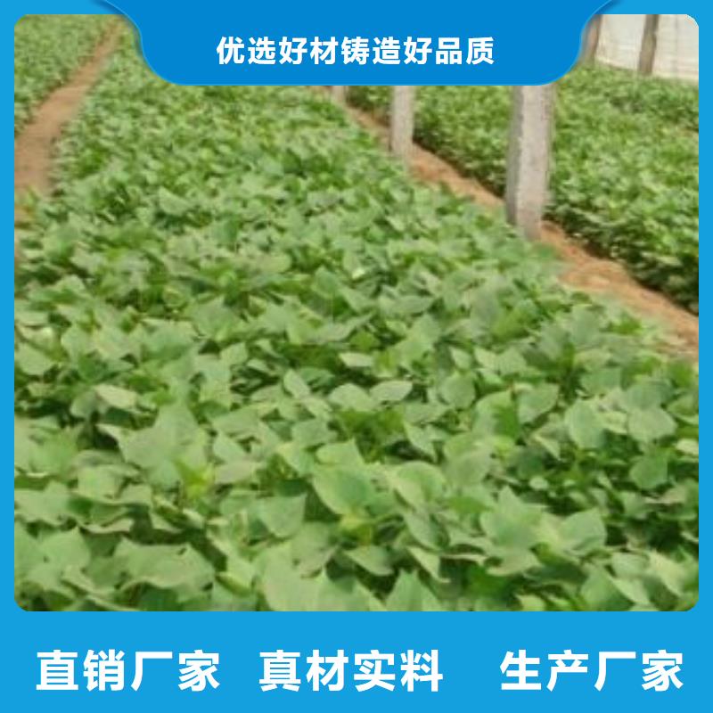 紫薯苗-羽衣甘蓝粉优势买的放心安兴用的舒心