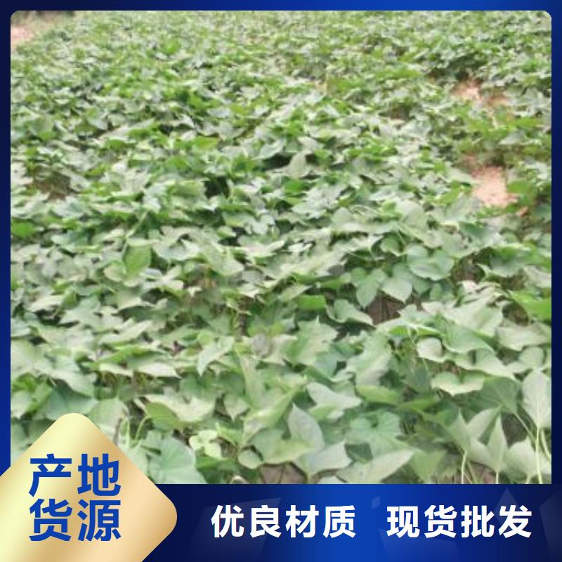 【紫薯苗羽衣甘蓝粉今日价格】当地供应商