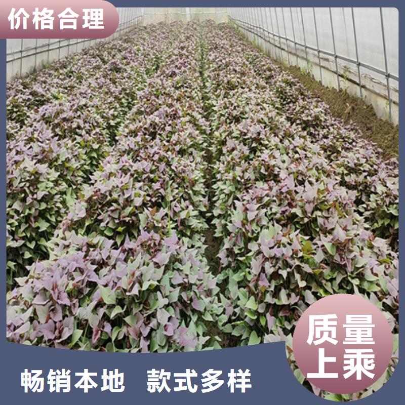 【紫薯苗】羽衣甘蓝粉做工精细畅销本地