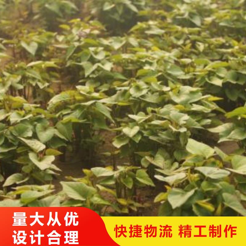 【紫薯苗】_菠菜粉现货销售经验丰富质量放心
