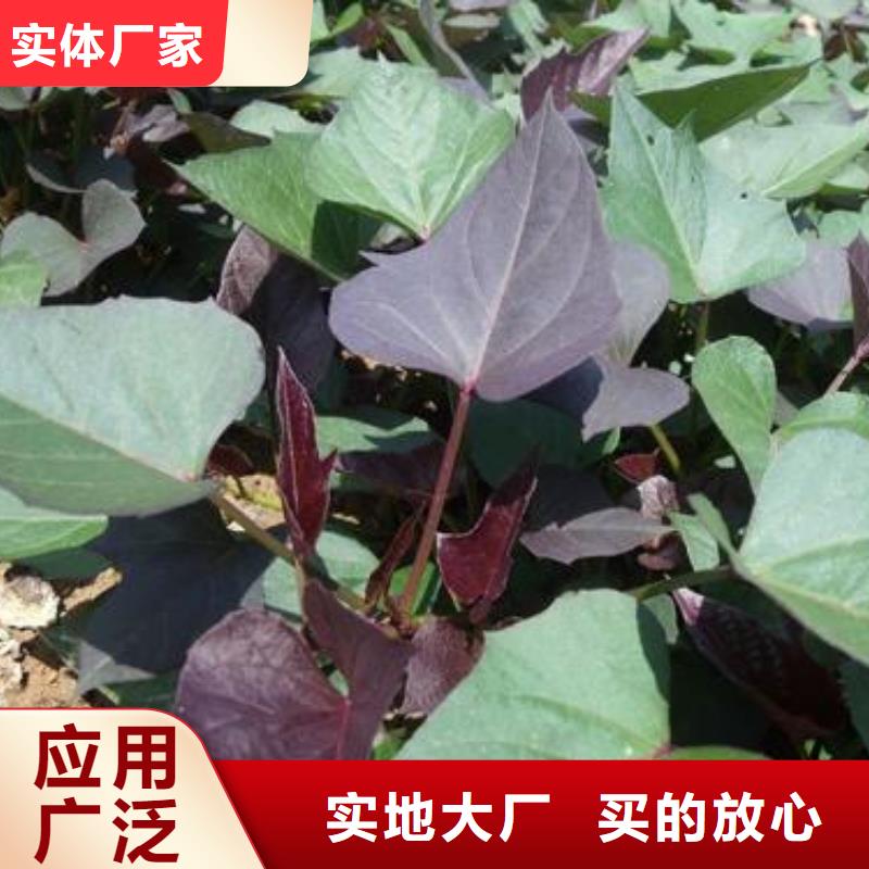 紫薯苗羽衣甘蓝粉我们更专业专注细节更放心