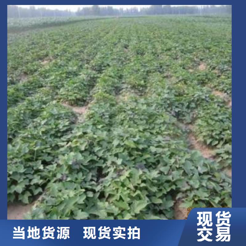 紫薯苗南瓜丁厂家当地货源精挑细选好货