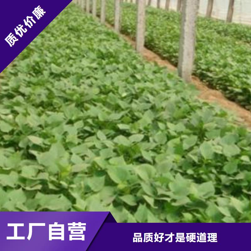 【紫薯苗】羽衣甘蓝粉联系厂家行业优选