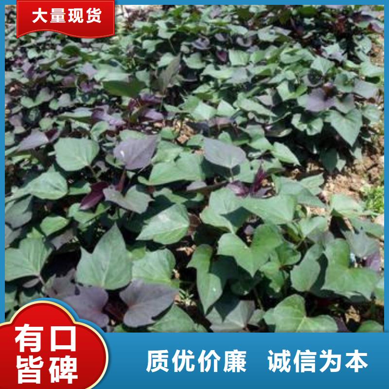 紫薯苗羽衣甘蓝粉行业优选厂家采购
