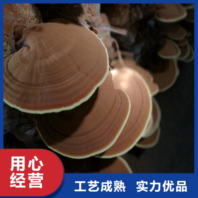 ​灵芝孢子粉切片灵芝货到付款可定制有保障