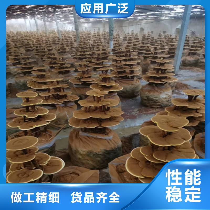 黑灵芝质量保证行情专注生产N年