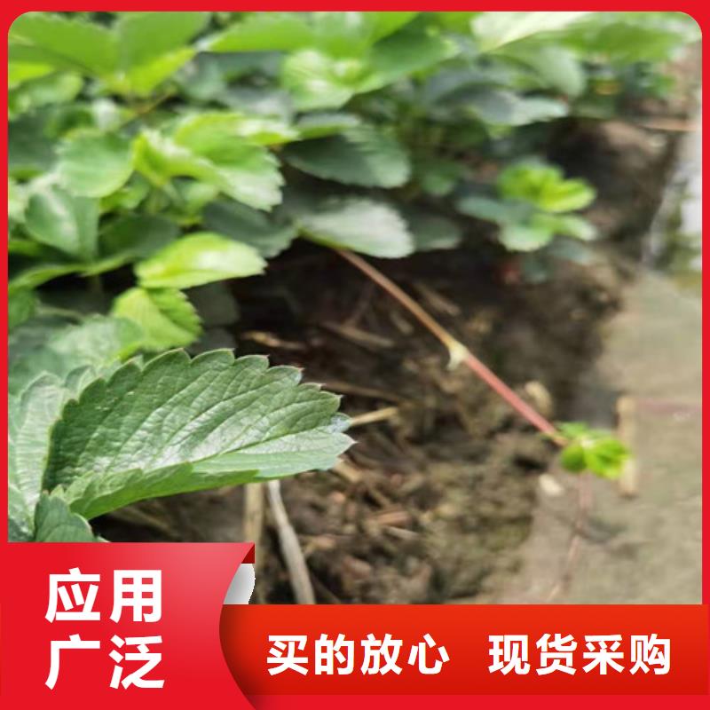 【草莓苗】-大棚草莓苗精选优质材料当地厂家