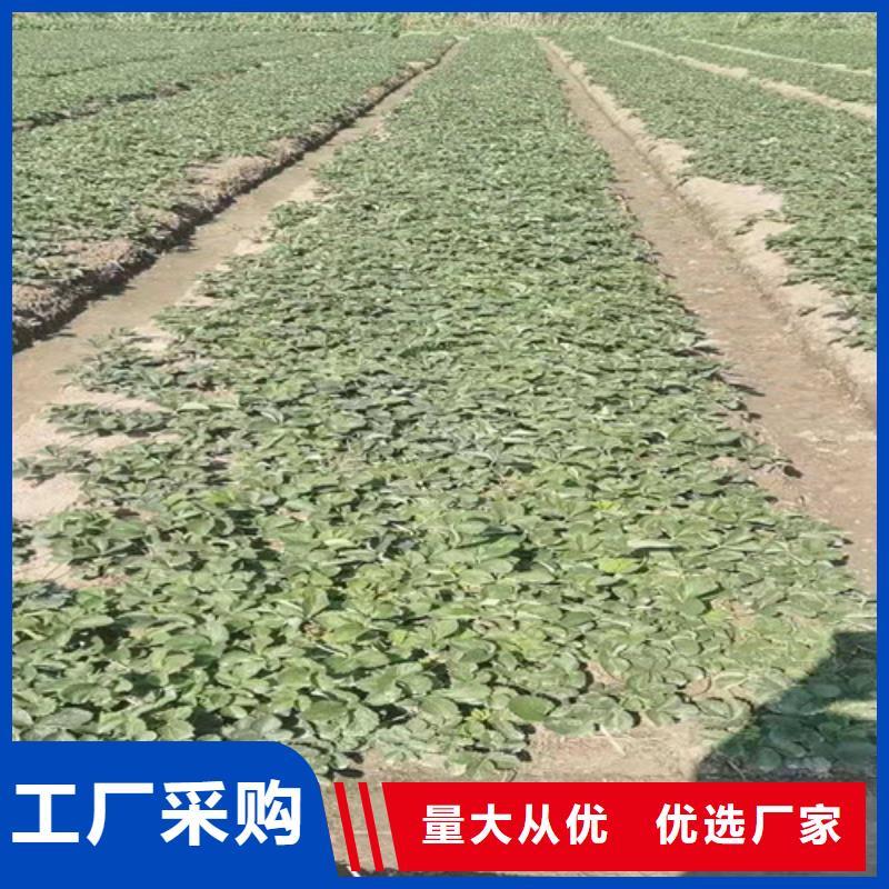 草莓苗大棚草莓苗高品质现货销售一站式供应