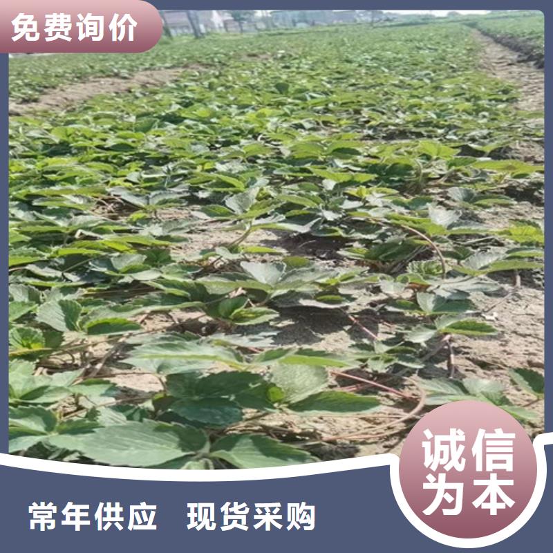 草莓苗水蜜桃苗质量无忧当地生产商