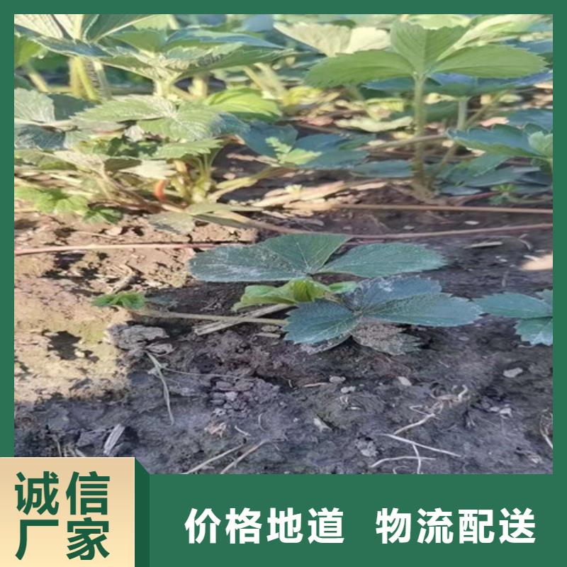 草莓苗甜茶苗供货及时畅销当地