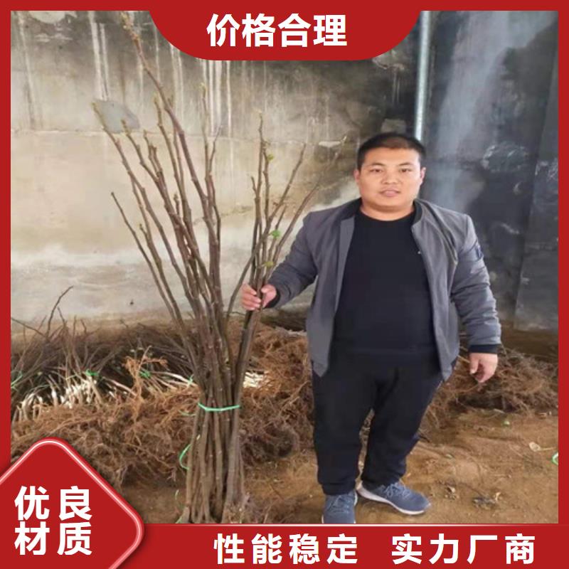 无花果樱桃树苗正规厂家适用范围广