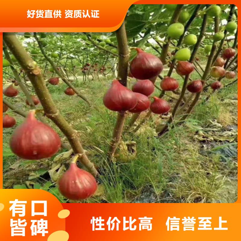 无花果,山楂苗您身边的厂家工程施工案例