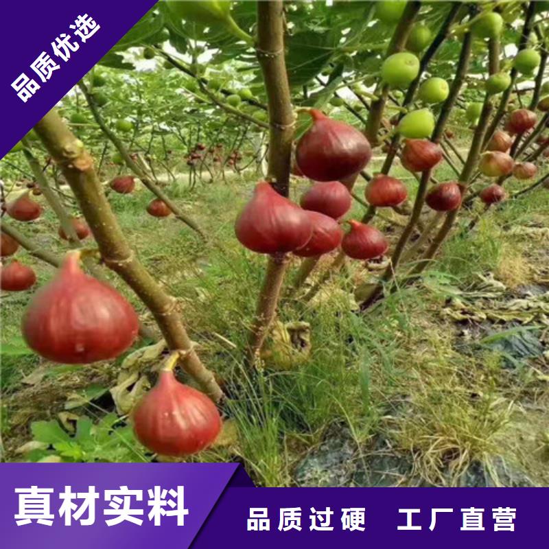 【无花果】珍珠油杏高性价比工厂直销