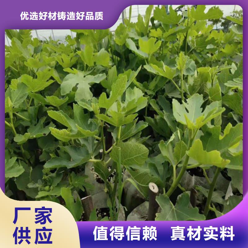 无花果葡萄苗按需定制真材实料标准工艺