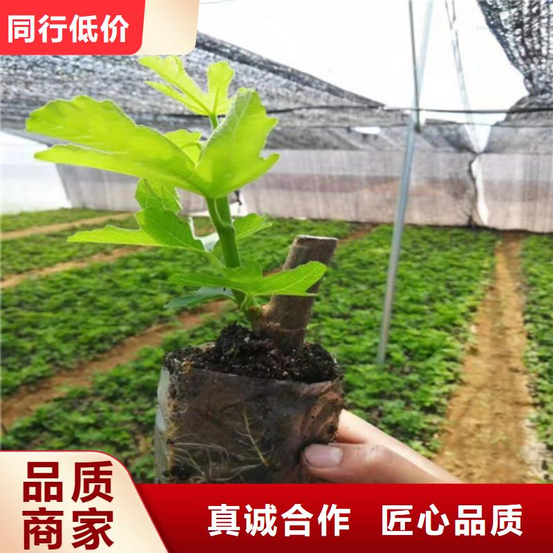 无花果梨树苗好厂家有担当规格齐全