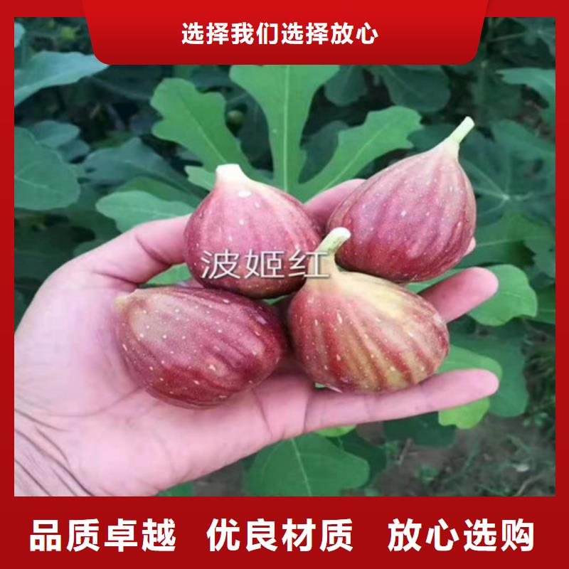 无花果-大棚草莓苗厂家拥有先进的设备价格实惠工厂直供