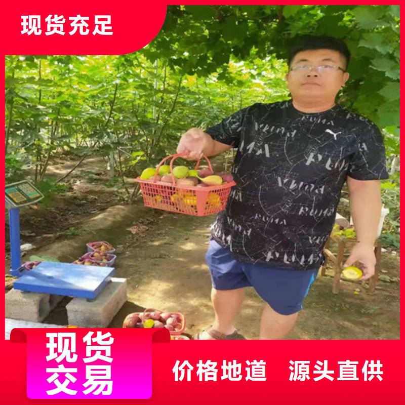 【无花果】葡萄苗快捷的物流配送品质有保障