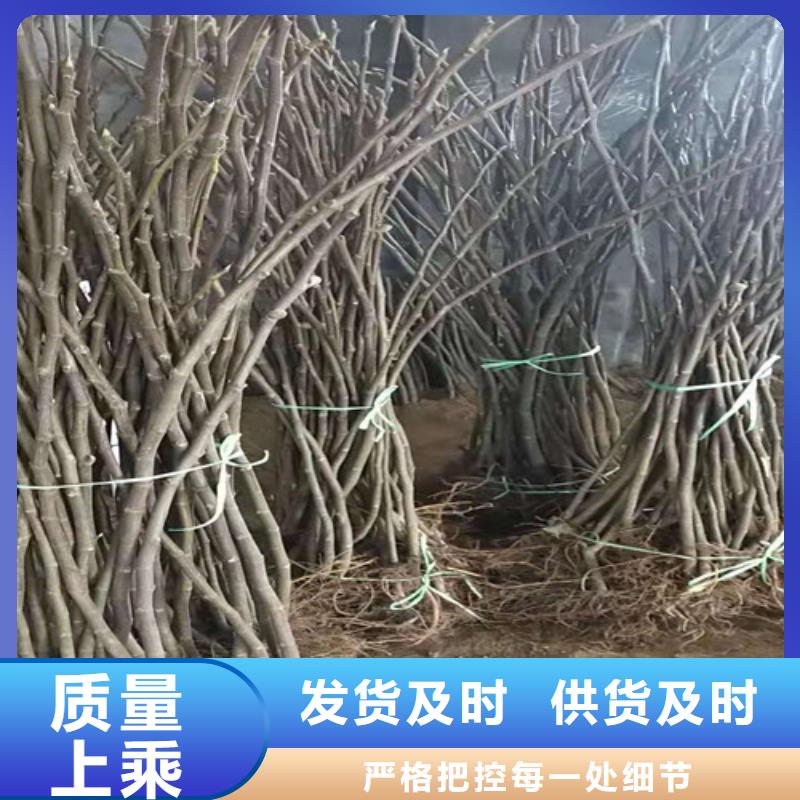 无花果-油蟠7-7值得买实力见证