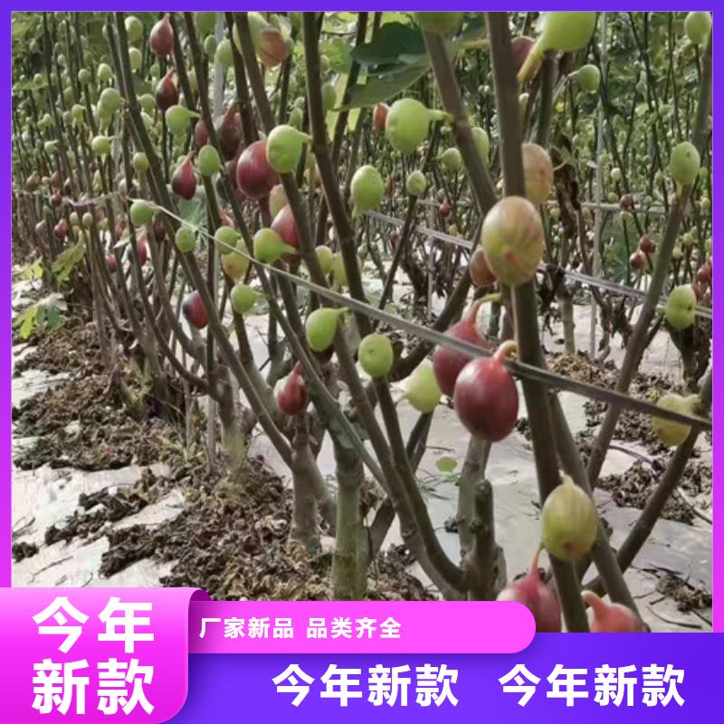 无花果【苹果苗】产地工厂欢迎新老客户垂询