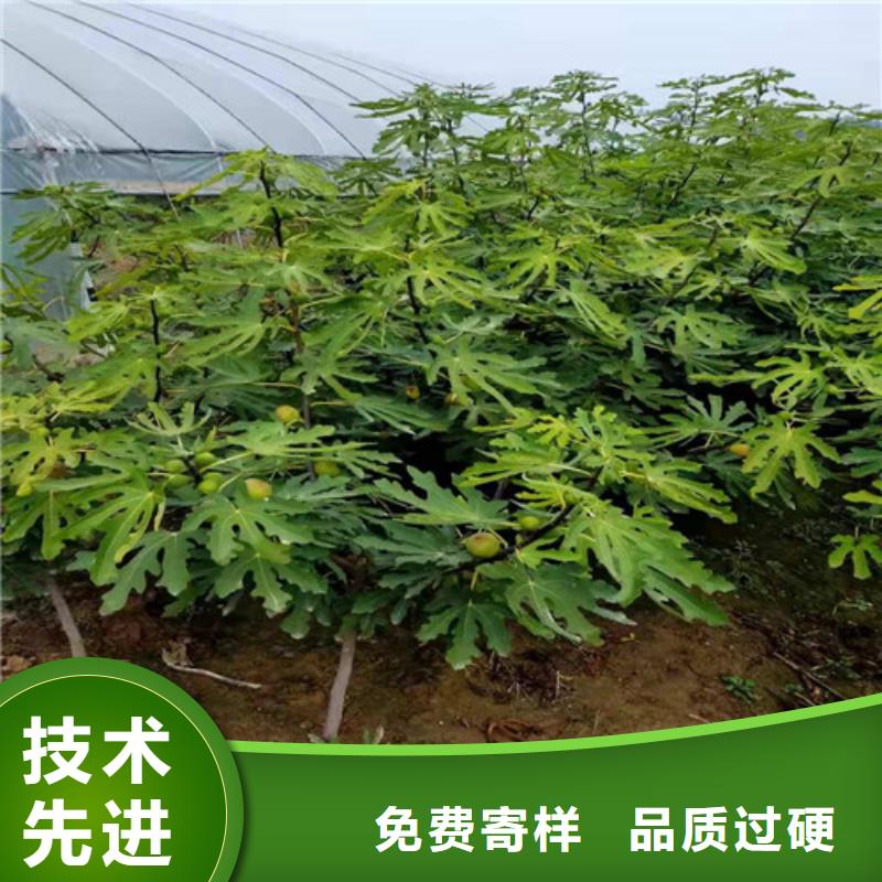 【无花果桃树苗甄选好厂家】适用场景