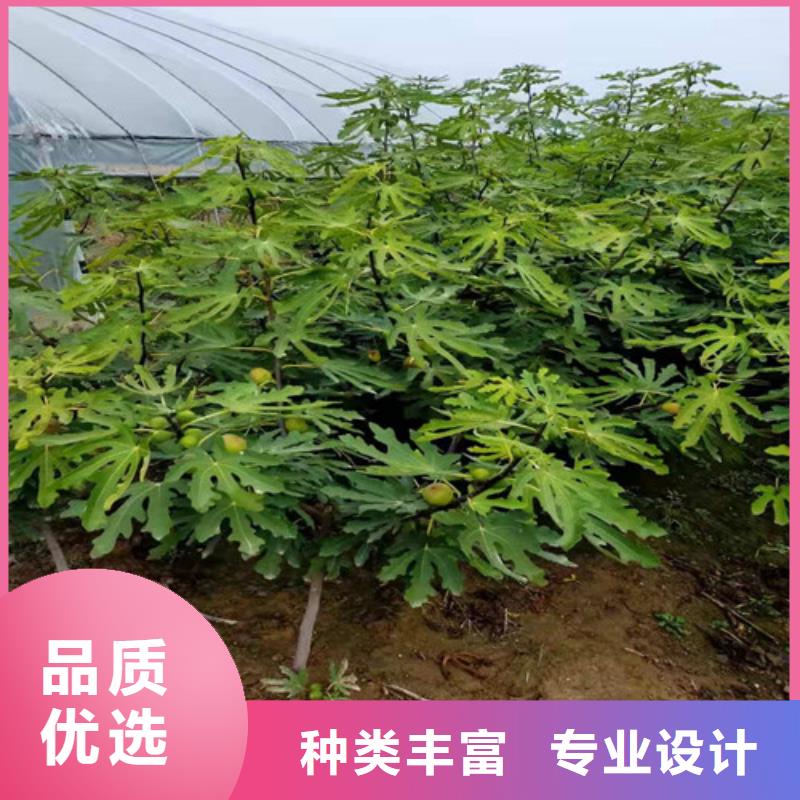 无花果苹果树苗诚信商家服务热情质量不佳尽管来找我