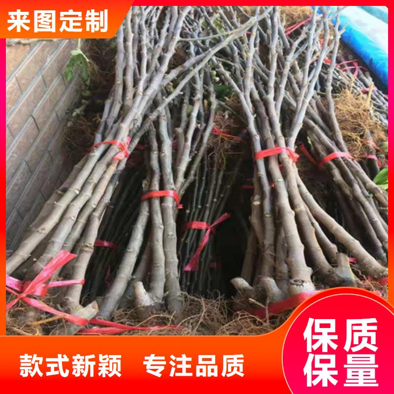 无花果-大棚草莓苗高品质诚信厂家一周内发货