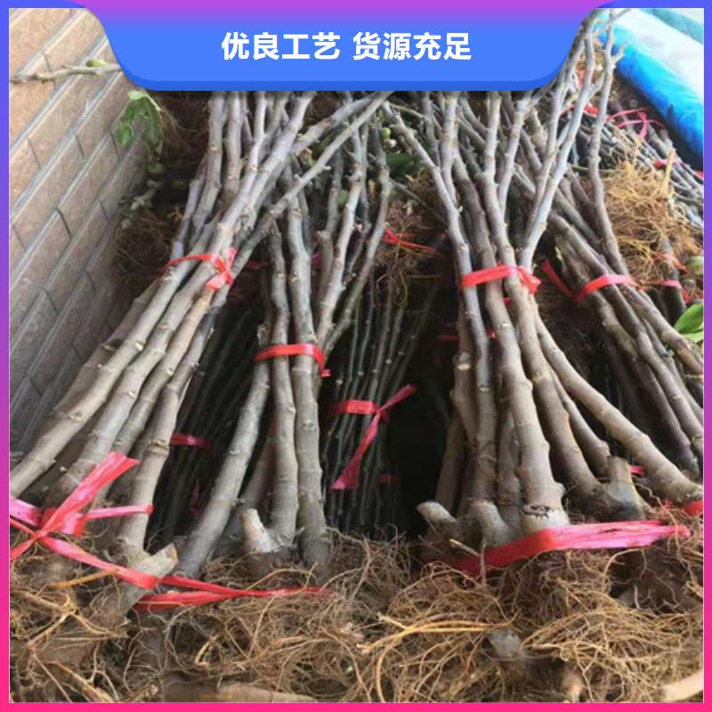 【无花果大棚草莓苗匠心品质】实力优品