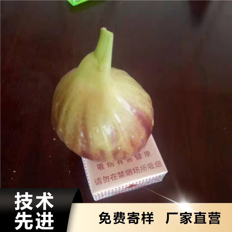 【无花果】山楂苗出厂价品质优选