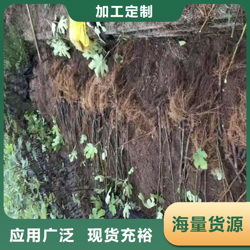 无花果山楂苗种类齐全专业设计