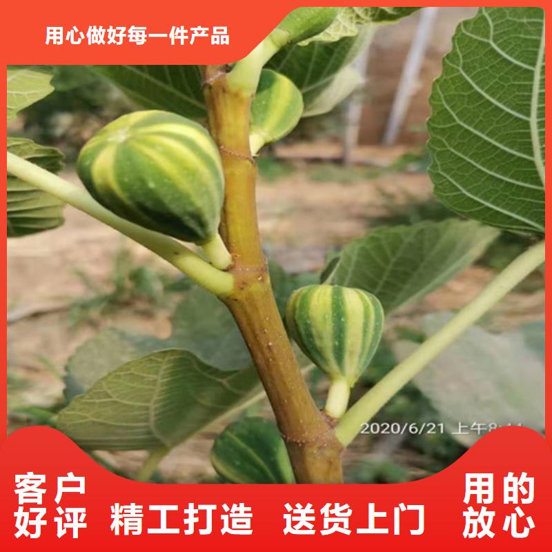 无花果大棚草莓苗价格实惠细节严格凸显品质