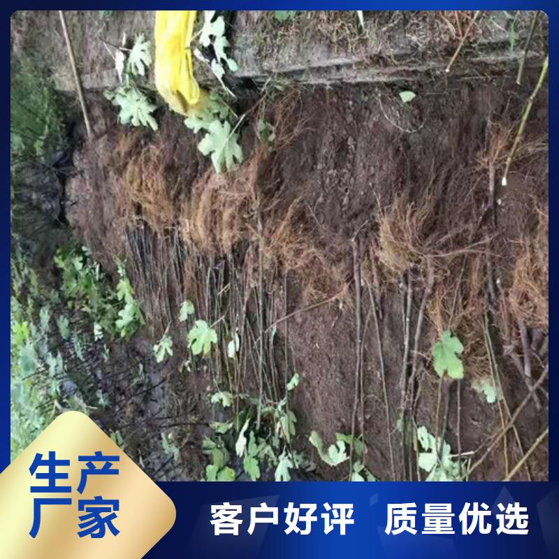 无花果蟠桃苗质优价保当地公司