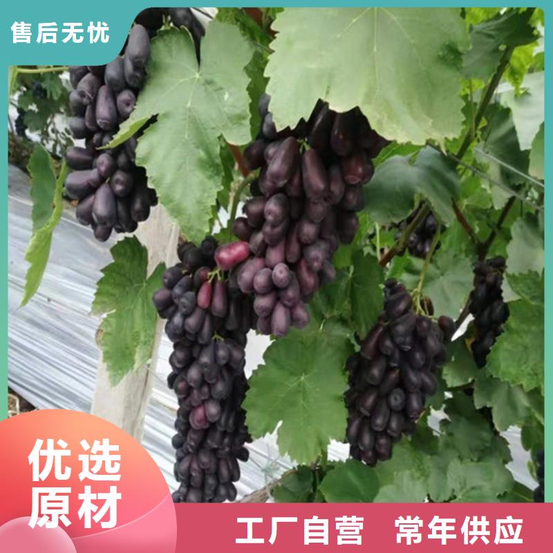 葡萄香椿树苗根据要求定制量大从优