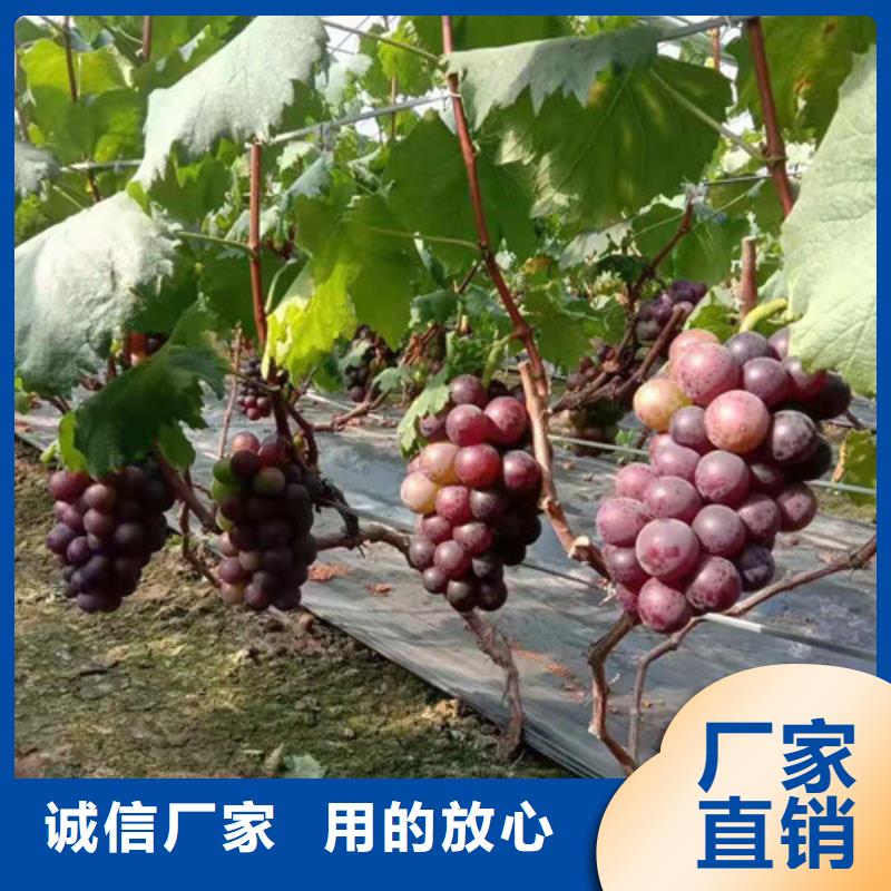 【葡萄】樱桃树苗精选优质材料资质认证