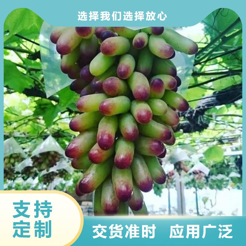 【葡萄】枣树苗货源足质量好可定制