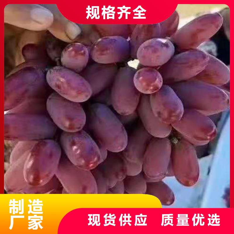 【葡萄苹果树苗根据要求定制】精品优选