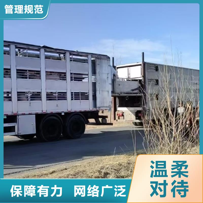 宿迁市泗阳到周口农牧物流经验丰富