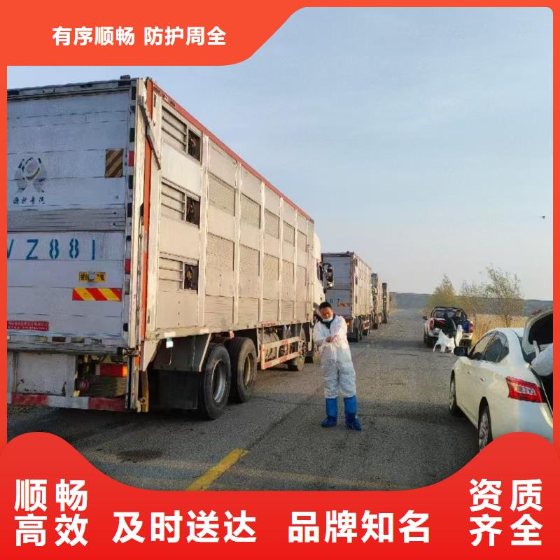 鹤壁到宝鸡仔猪运输短途速配
