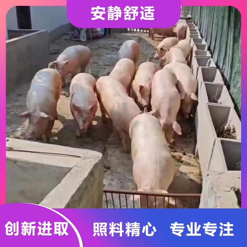 宿迁泗洪到嘉定种猪恒温车运输