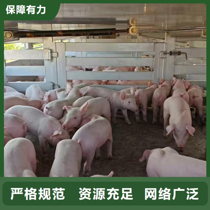 宿迁市泗阳到徐州仔猪运输路线优化