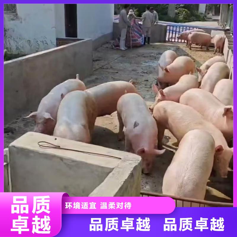 漯河到萍乡畜禽物流稳妥可靠
