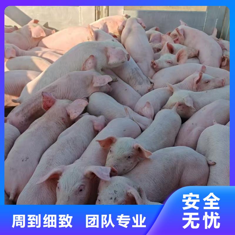 商丘到云浮活禽运输合理安排