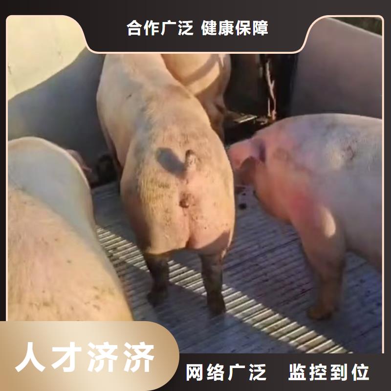 宿迁市到三门峡生猪恒温车运输可靠