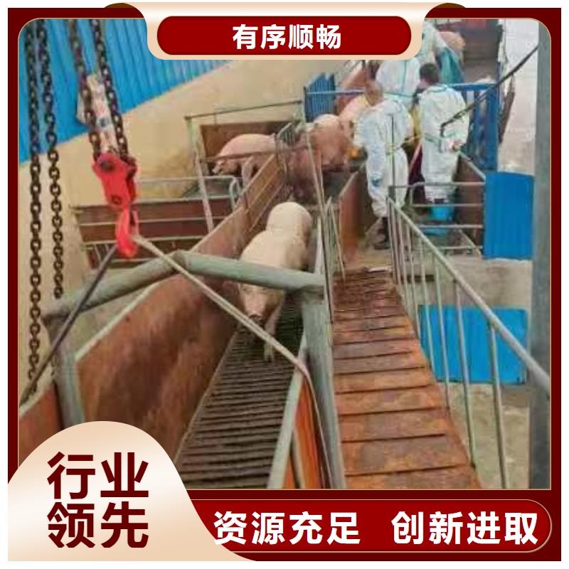 东营到金昌仔猪空调车运输无忧