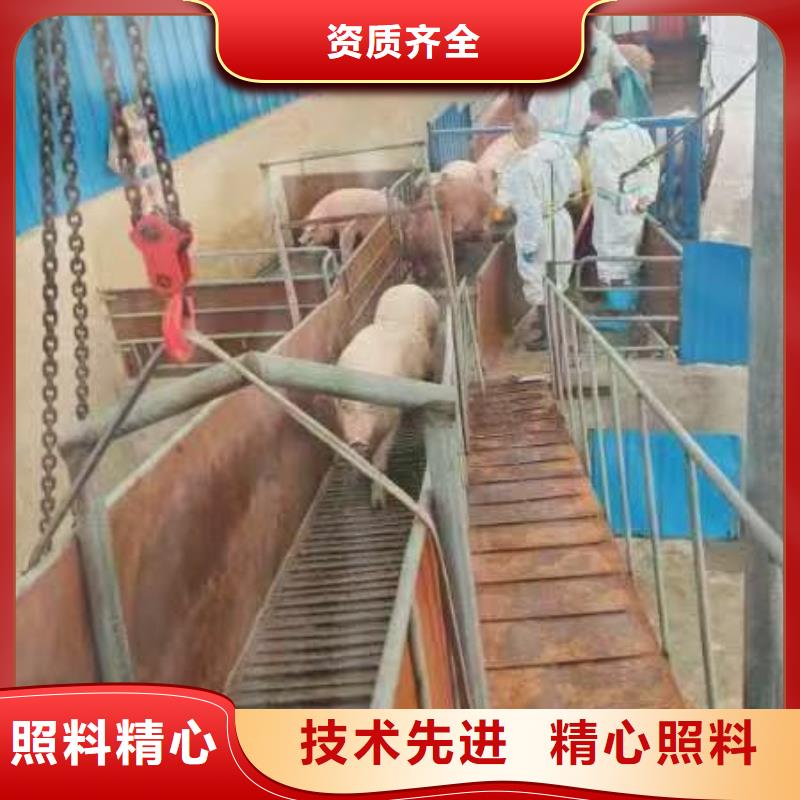 丽水到唐山活禽运输环境适宜