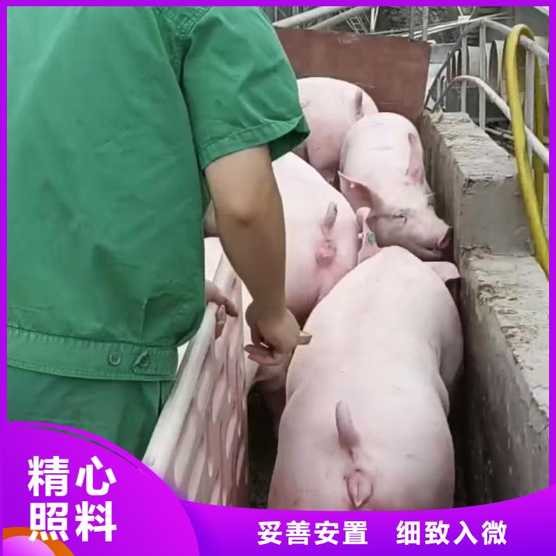 宿迁市到鹤壁仔猪运输平稳
