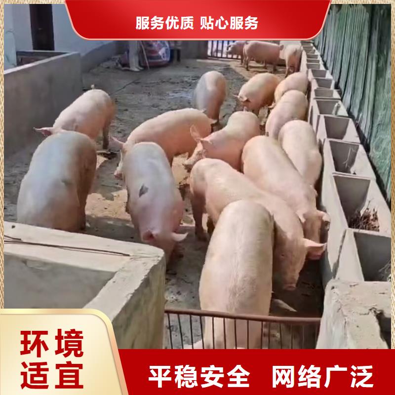 宿迁市沭阳到六安猪牛羊运输路线优化